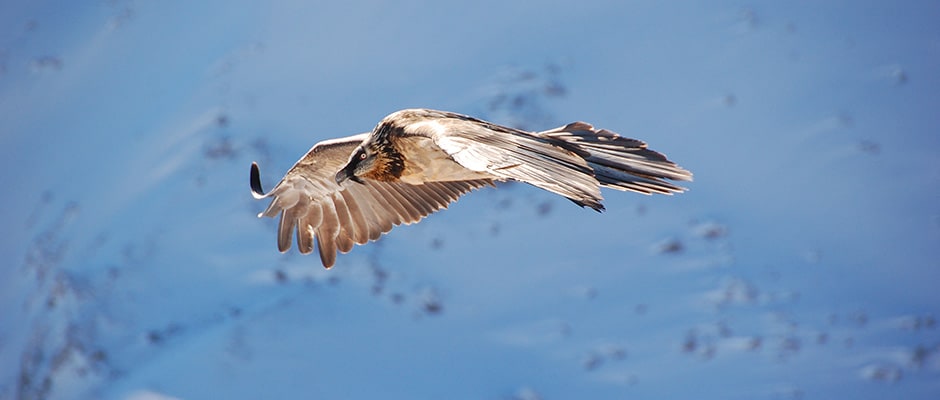 Bearded vulture