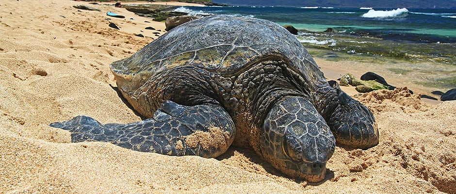 Sea turtles