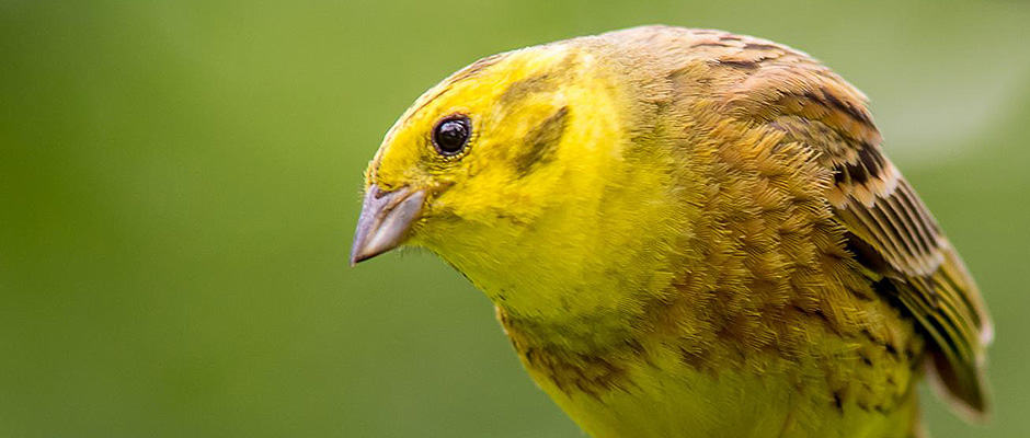 Yellowhammers